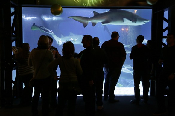 32 photos from the Adult Swim at the Cleveland Aquarium