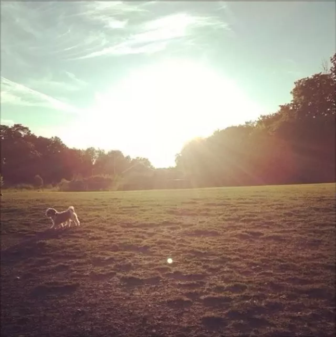 A Guide to Northeast Ohio's Best Dog Parks Cleveland Cleveland Scene