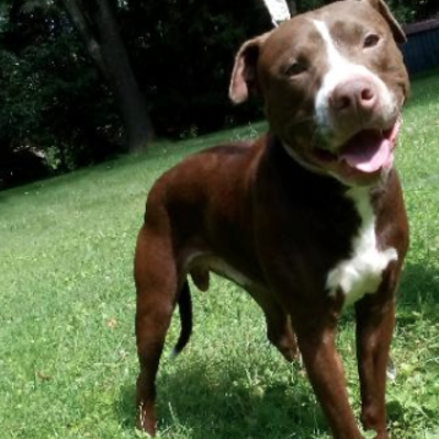 15 Cleveland-Area Dogs Looking for a Home