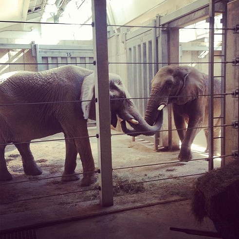 Clevelaaaaand! #elephants #zoo #cleveland - Photo Courtesy of Instagram User jfield524