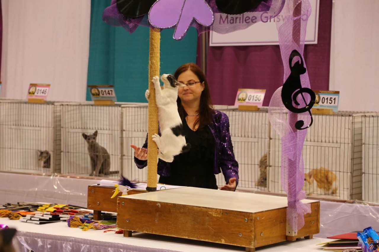 Everything We Saw at the 2018 International Cat Show