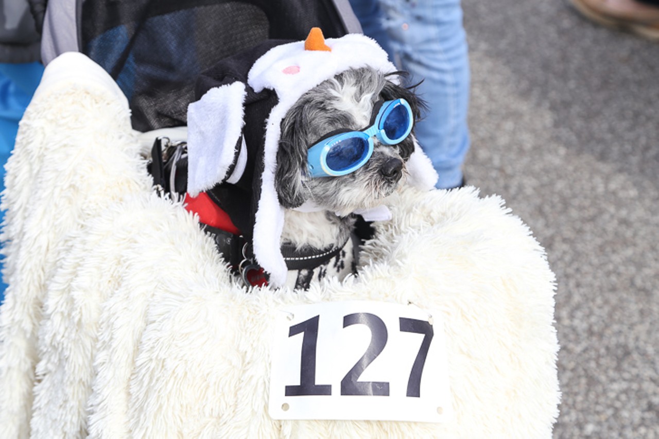 Everything We Saw at the 2019 Spooky Pooch Parade