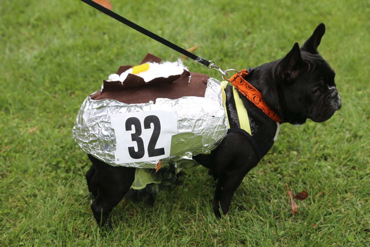 Baked pup-tato. At the Spooky Pooch Parade, photo by Emanuel Wallace.