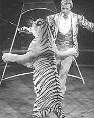 "Good tiger, good tiger." Mark Oliver Gebel dances - with a really big cat.