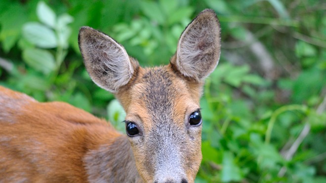 Cute and deadly, Ohio deer are in mating season and causing a problem for motorists.