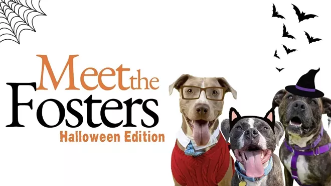 Image: Meet the Fosters - City Dogs Adoption Event
