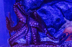 K-Love, Cleveland's newly renamed Giant Pacific Octopus - GCA