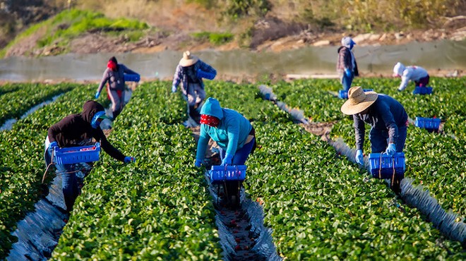 The Farm Labor Organizing Committee was founded in 1968 to defend the rights and basic human dignity of farm workers regardless of immigration status.