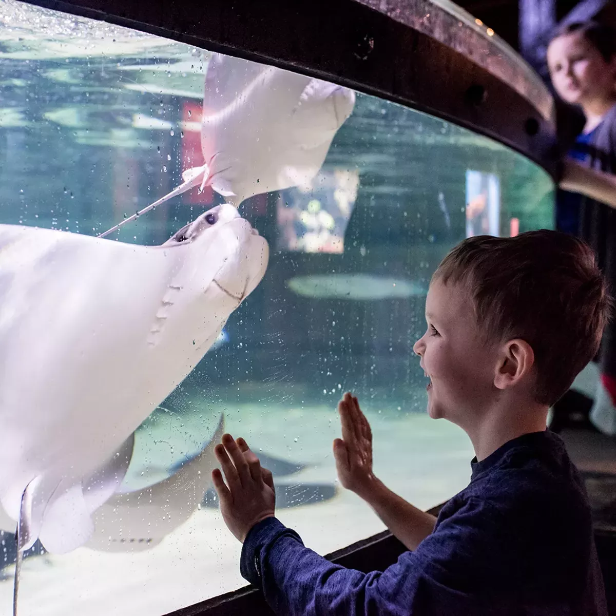 Stingray Tank at Greater Cleveland Aquarium