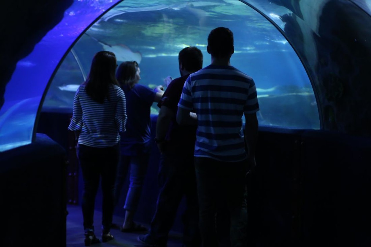 Photos From Greater Cleveland Aquarium's Adult Swim: Local Brews