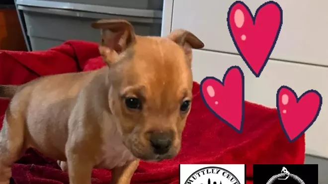 Image: Puppy Cuddle with Muttley Crue Rescue at Oktober&rsquo;s