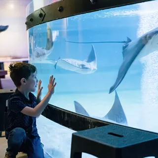 Image: Sensory Friendly Saturday @CLEAquarium