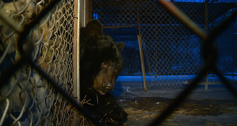 State Threatening Lodi Couple With Forced Removal of Pet Bear