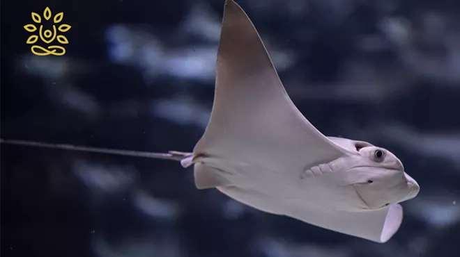 Image: Stingrays & Yoga Preschool