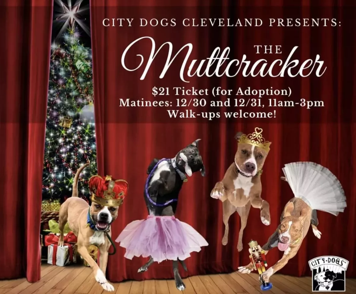 Adopt your new best friend!