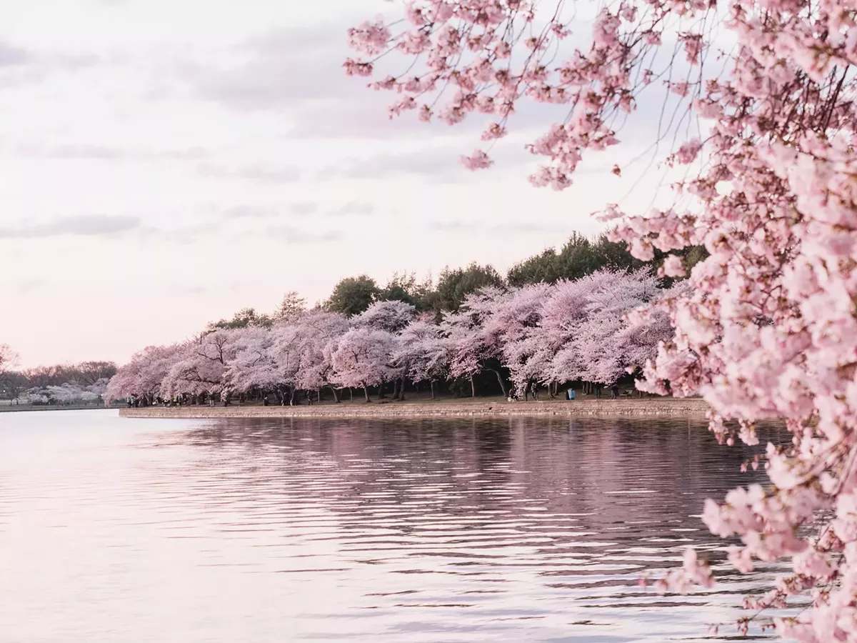 water_cherry_blossom_background.webp