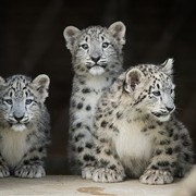 You Can Help Name a Snow Leopard Cub at Cleveland Metroparks Zoo