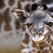 This Adorable Giraffe Was Just Born at the Cleveland Metroparks Zoo