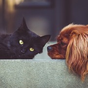 COVID Renews Calls to Bring Down Pet Population