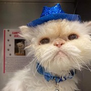 19-Year-Old Ohio Cat Becomes Internet Famous After Best Birthday Party