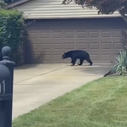 A Black Bear is Wandering Around Willoughby and Other Lake County Cities