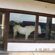 Malnourished Horses Rescued From Defunct Gaming Parlor in Canton, Intoxicated Owner Charged