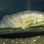 Study: Antidepressants Found in Brains of Great Lakes Fish