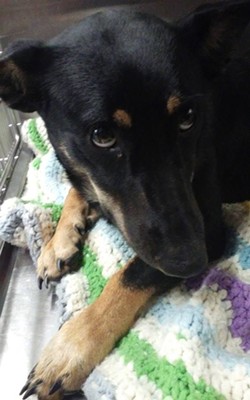 Bexy, a female shep mix, is also available for adoption. - Photo Courtesy Northeast Ohio SPCA No-Kill Pet Shelter/Facebook