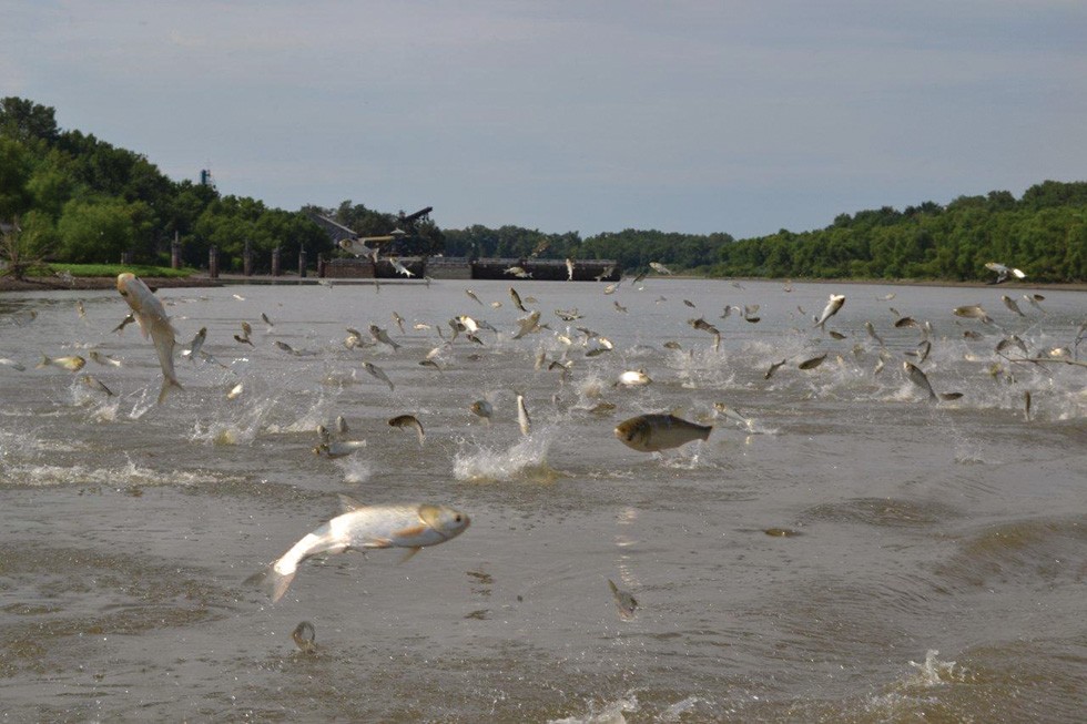 Silver carp jumping in the Fox River. - Photo courtesy of Asian Carp Regional Coordinating Committee