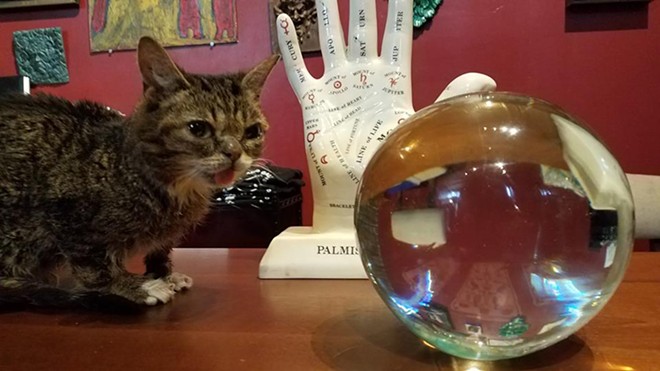 Famed  internet cat Lil Bub stopped by the Buckland Gallery of Witchcraft & Magick earlier this year while in town for a Cleveland Animal Protective League fundraiser. - Photo via Buckland Gallery of Witchcraft & Magick/Facebook