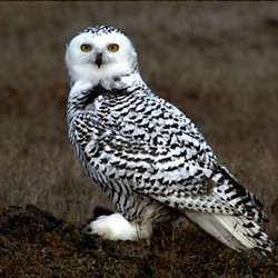 There's a Snowy Owl Population Boom in Cleveland Right Now
