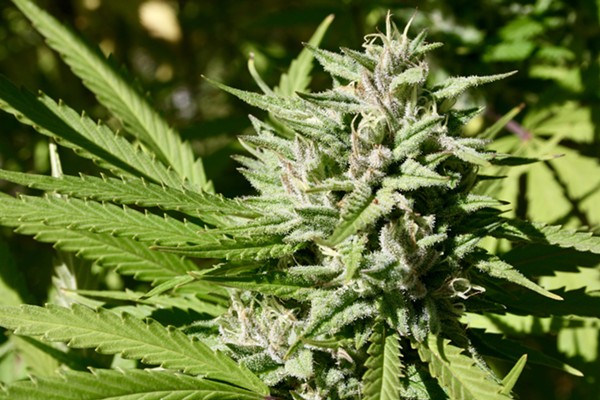 Campaign Seeks Recreational Marijuana Amendment on Ohio Ballot in November 2018