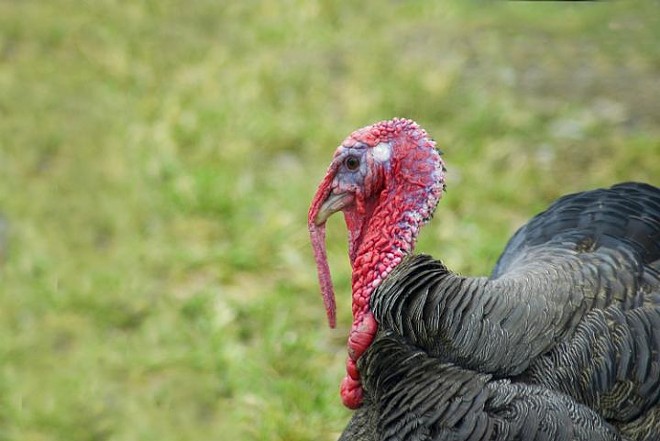 Two Rocky River Turkeys Euthanized Following Harassment Claims