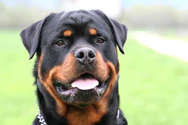 This is not the Rottweiler left behind. - Photo via Wikimedia