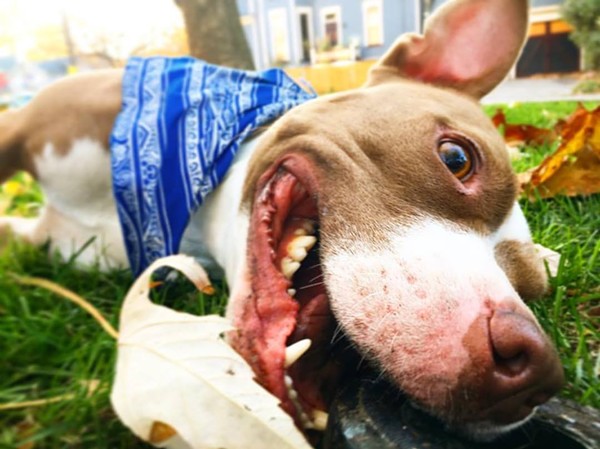 Lakewood Finally Ended Its Pit Bull Ban Last Night, New Breed Neutral Law Passed