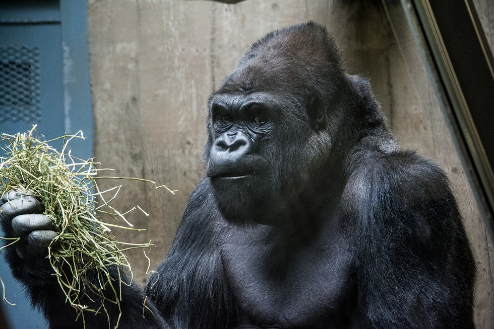 For decades, Something Strange Was Stopping the Hearts of Gorillas in Captivity, The Cleveland Metroparks Zoo is Beginning to Trace the Culprit