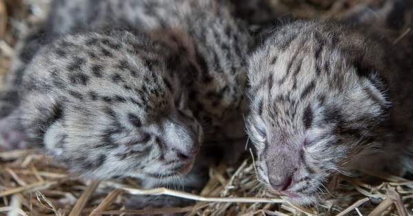 Get Ready to Cry Over the Cuteness of Cleveland Metroparks Zoo's Baby Snow Leopard Triplets