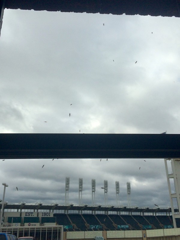 Midges waiting to attack just outside the Scene offices. - Laura Morrison photo
