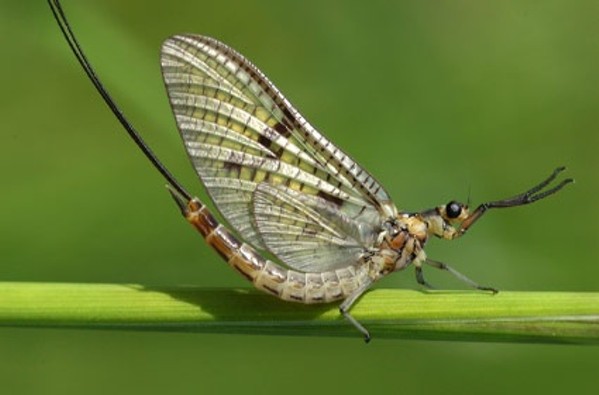 Mayflies are Swarming Cleveland, and That's Actually a Good Thing
