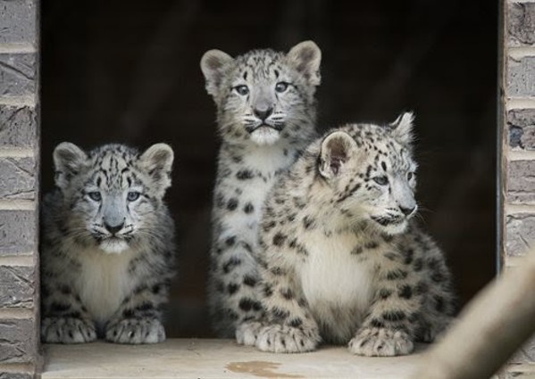 These cubs' potential names have been narrowed down to Goji, Omid, Bodhi, Zara and Nisha. - CLEVELAND METROPARKS ZOO