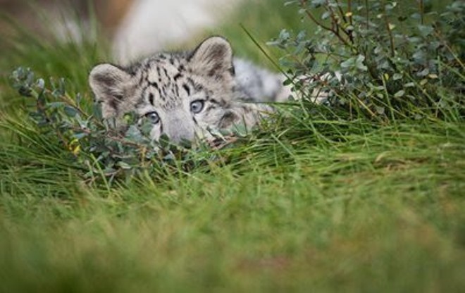 You Can Help Name a Snow Leopard Cub at Cleveland Metroparks Zoo (4)