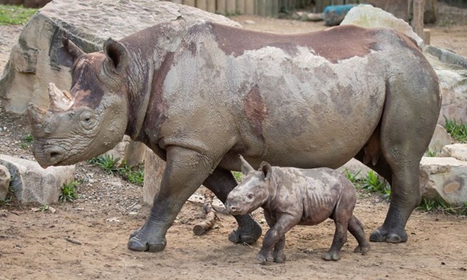Another Adorable Baby Rhino Makes Debut at Cleveland Metroparks Zoo