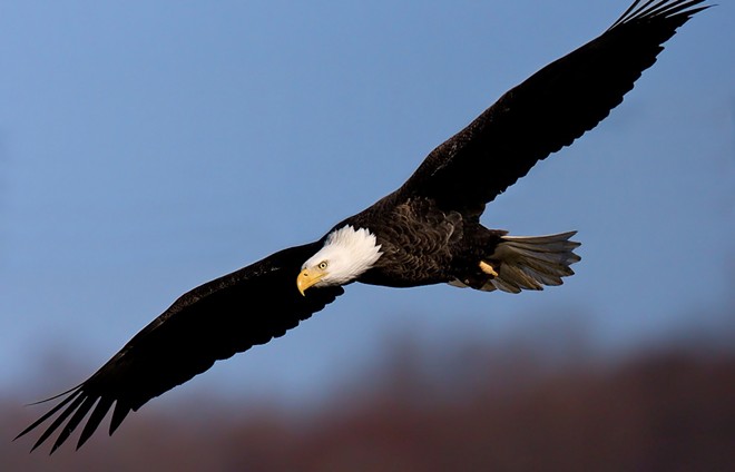 Bald Eagles Are Back to Roost in Cleveland This Season
