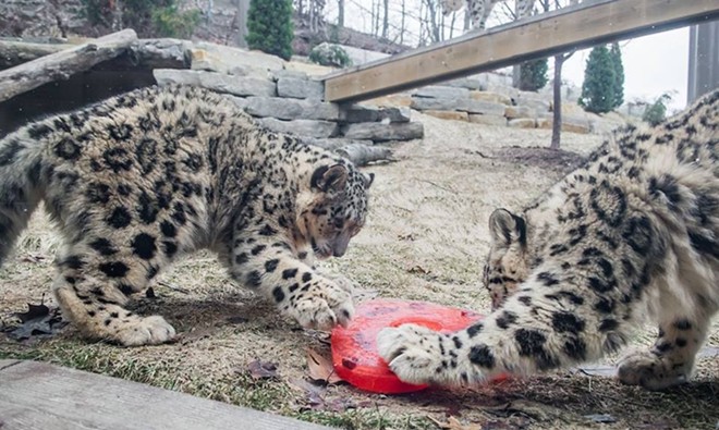 These Cleveland Metroparks Zoo Animals Are Way Cuter Than Your Valentine