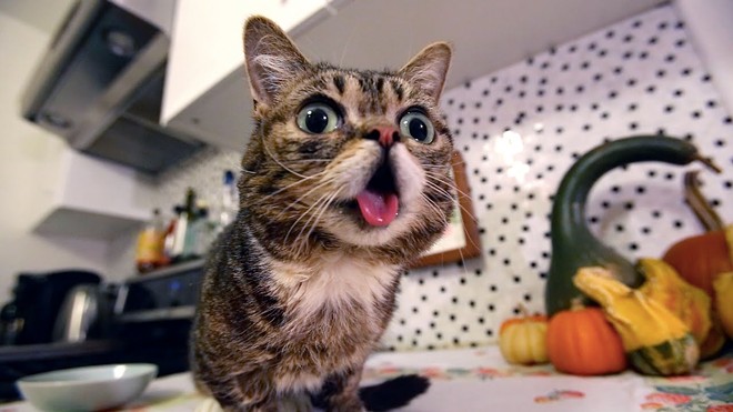 Famous Internet Cat Lil BUB Comes Back to Cleveland This October