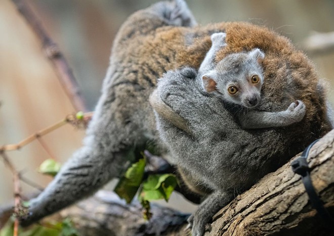 The Cleveland Metroparks Zoo Just Welcomed Two Wide-Eyed Baby Lemurs (2)