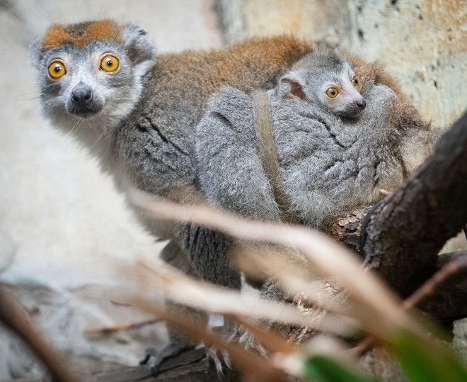 The Cleveland Metroparks Zoo Just Welcomed Two Wide-Eyed Baby Lemurs (4)
