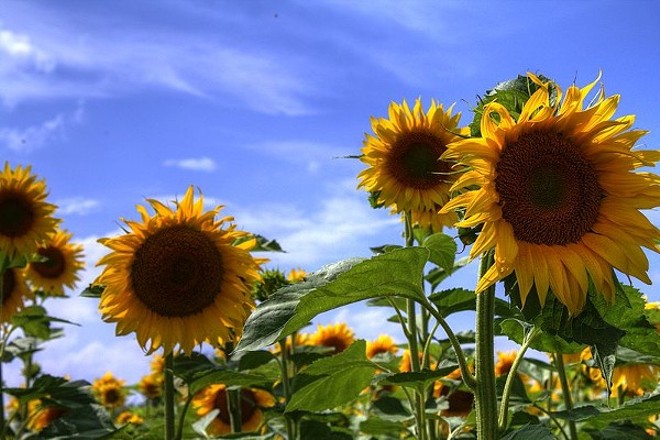 Both Maria's Sunflower Field of Hope Locations Have Bloomed in Northeast Ohio