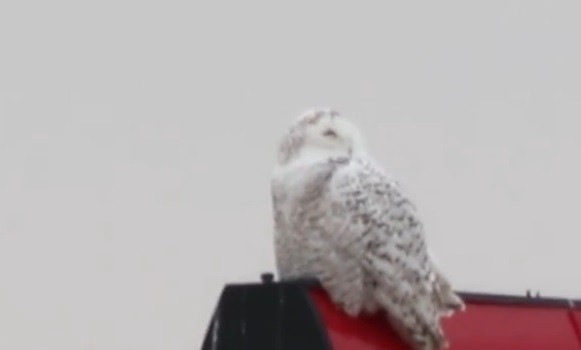 Snowy Owls are Officially Back in Cleveland For the Winter (2)
