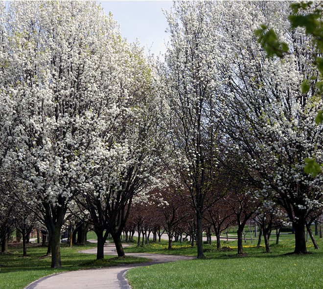 Springtime for Cleveland and Cum Trees